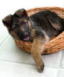 a photo of a dog