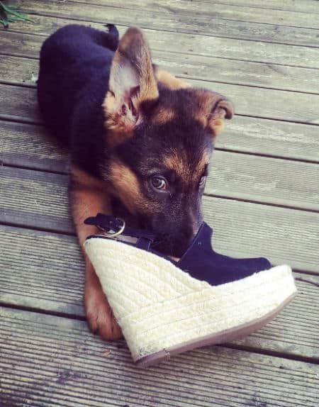 a photo of a dog chewing a shoe