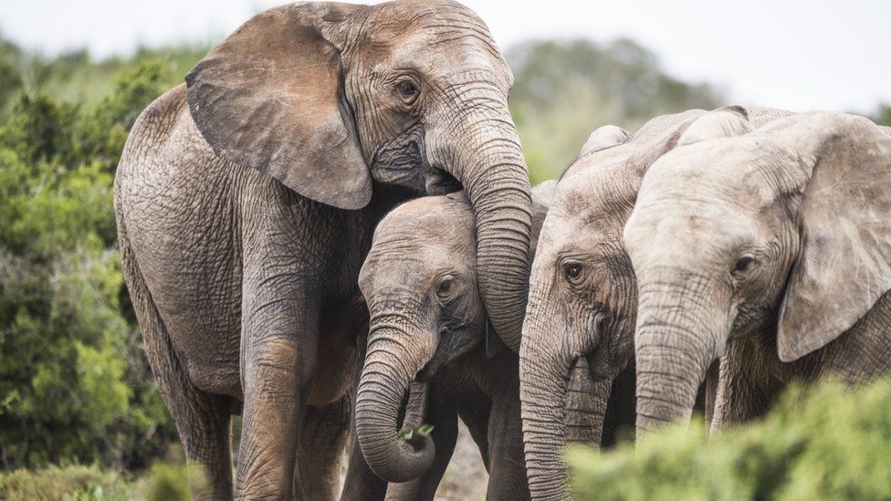 A photo of an elephant